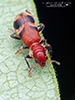 reddish checkered beetle