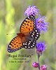 regal fritillary