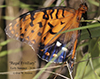 regal fritillary