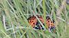 regal fritillary