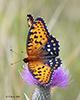 regal fritillary