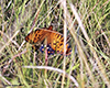 regal fritillary