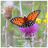 regal fritillary