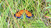 regal fritillary