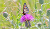regal fritillary