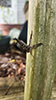 robber fly (family Asilidae)