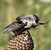 rodent bot fly (Cuterebra sp.)