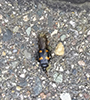 roundneck sexton beetle