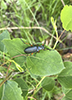 Say blister beetle