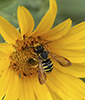 Say’s sunflower burrowing-resin bee