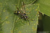 sand wasp (Gorytes sp.)
