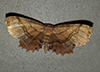 scallop moth