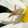 scentless plant bug (Harmostes reflexulus)