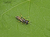 shield-handed wasp (Crabro sp.)