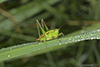 short-winged meadow katydid