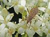 short-winged nabis