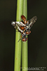 signal fly (Rivellia colei)