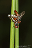 signal fly (Rivellia quadrifasciata or Rivellia colei)