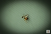 signal fly (Rivellia quadrifasciata or Rivellia colei)