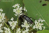 silver flower longhorn beetle