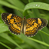 silvery checkerspot