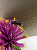 small carpenter bee (Ceratina sp.)