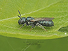 small carpenter bee (Ceratina subg. Zadontomerus)