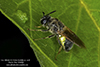 soldier fly (Stratiomys adelpha or discalis)