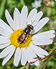 soldier fly (Stratiomys norma)