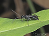 spider wasp (Pompilidae)