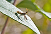 spiny assassin bug