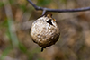 spongy oak apple gall wasp