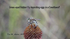 spot-tailed lion fly