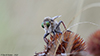 spot-tailed lion fly