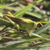 spotted bird grasshopper