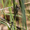 springtime darner