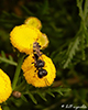 square-headed wasp (Subfamily Crabroninae)