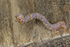 stout spanworm moth