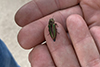 striated jewel beetle