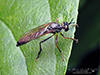 stripe-legged robber fly
