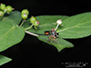 stripe-legged robber fly