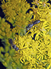 sweat or furrow bee (Lasioglossum sp.)