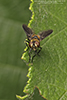 swift feather-legged fly