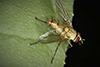 tachinid fly (Leskia similis)
