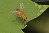 tachinid fly (Leskia similis)