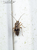 tarnished plant bug