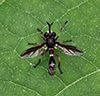 thick-headed fly (Physocephala furcillata)