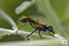 thread-waisted wasp (Ammophila pictipennis)