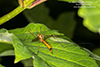 tiger crane fly (Nephrotoma alterna)