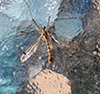 tiger crane fly (Nephrotoma alterna)